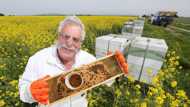 Apiarist Lindsay Bourke after treating bees with liquid nitrogen to assess rapid hygienic behavior at Nile