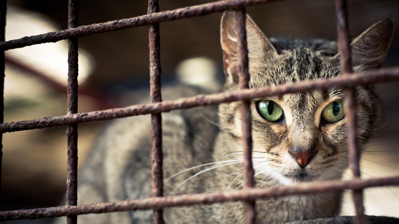 Wildlife carers say Mornington Peninsula Shire Council needs to be more proactive and take a tougher line on roaming cats. File photo