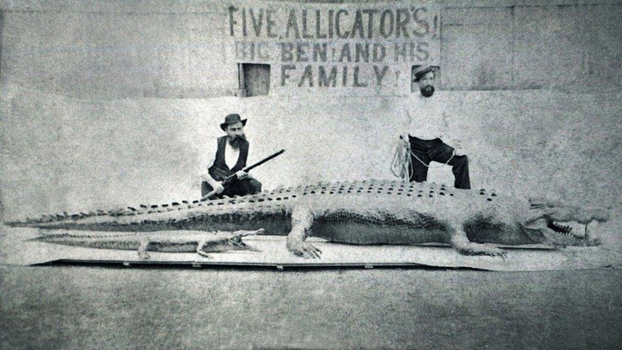 Big Ben laid at a truly frightening 22 feet and 6 inches (6.8 meters) and ruled Alligator Creek in Yaamba nearly 150 years ago.