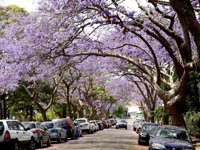 The flowers have created a stunning backdrop for photos. Picture: Annika Enderborg