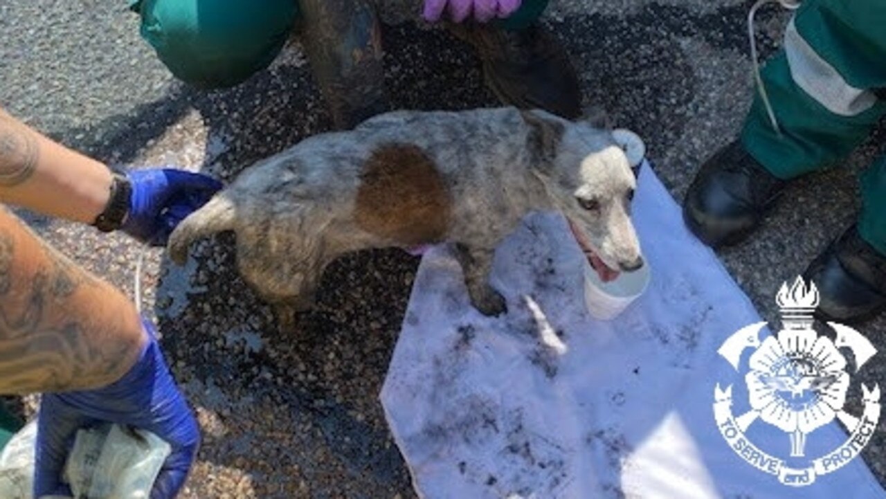 Firefighters plucked this pooch from a warehouse fire in Berrimah. Picture: NTPFES