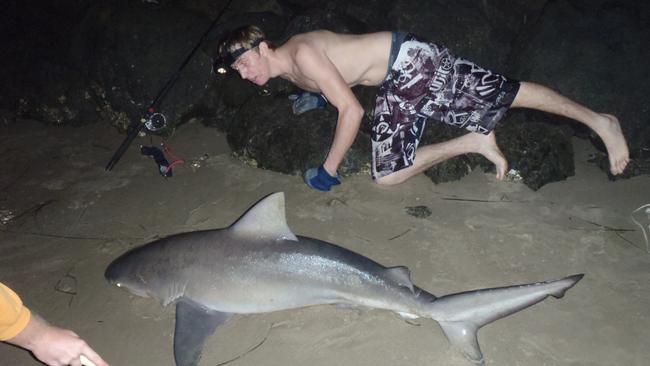 Uno de los tiburones capturados regularmente en Broadwater. Imagen: Suministrada.