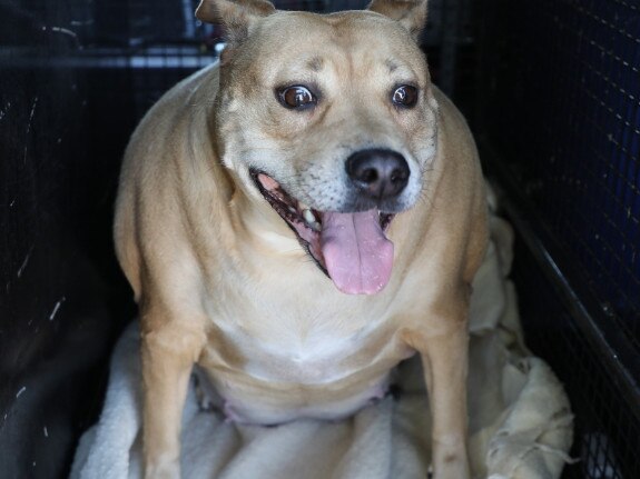 Weighing in at a whopping 53 kilos, Sophie the Staffie cross might just be the fattest dog RSPCA South Australia has ever seen. Both our rescue and vet teams were gobsmacked by her size, with the poor dear weighing almost four times as much as her breed’s average weight., , RSPCA became aware of Sophie after a call was made to Team-Rescue. Her original owners had tragically passed away and Sophie had fallen into the care of a housemate, who was struggling to look after her. Picture: RSPCA