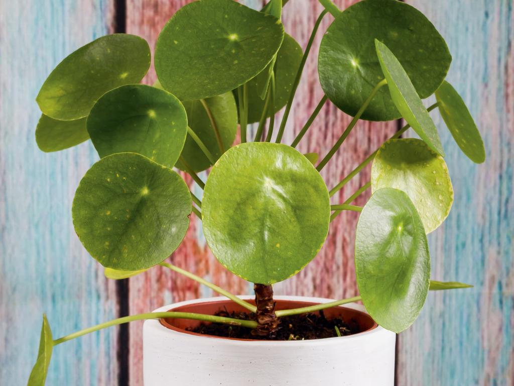 A Chinese money plant. Picture: HarperCollins