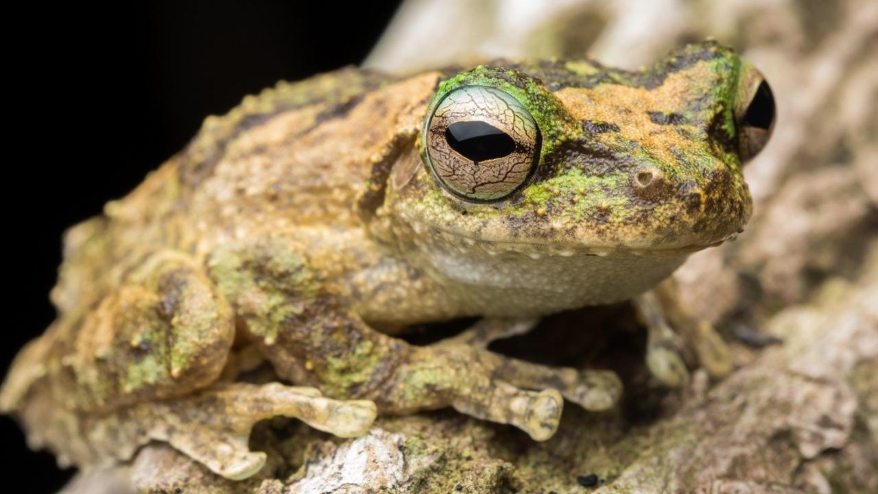 Frogs “going nuts” in Daintrees after cyclone deluge | The Courier Mail