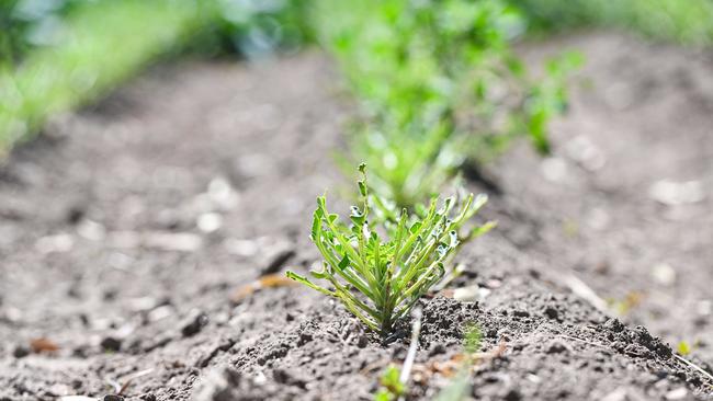 Brussels sprout plants at Eastwood Vegetable Farms eaten by rabbits. Picture: Brenton Edwards