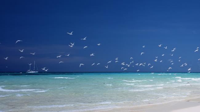 Upolu Cay, Great Barrier Reef-Australia. Picture: iStock