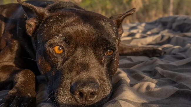 Leo (a Pitbull X Staffy). Picture: Wayne Dawson / Supplied