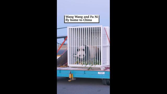 Giant Pandas Wang Wang and Fu Ni fly home to China