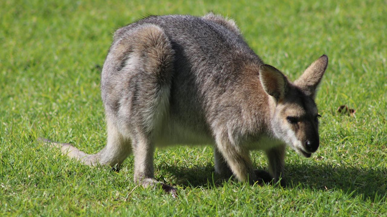 A man has been taken to hospital after a collision with a kangaroo. Photo: File.