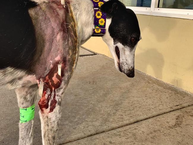 Simone Allen's dog Angela had significant wounds after the attack.