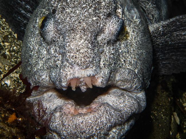 Battered wolf eel found at Sund Rock Marine Conservation Area, Hood Canal, Washington. Picture: Jim Obester / National Geographic Photo Contest