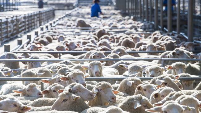 Australia dominates the imported lamb market in the US, supplying 74 per cent. Picture: Zoe Phillips