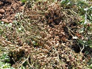 BUMPER: This year's crop completely full of peanuts. Picture: Madeline Grace