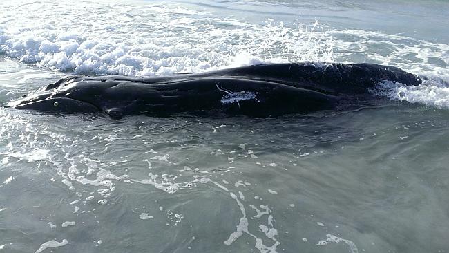 Sad end ... the beached humpback whale that died of natural causes at Albany&#39;s Emu Point 