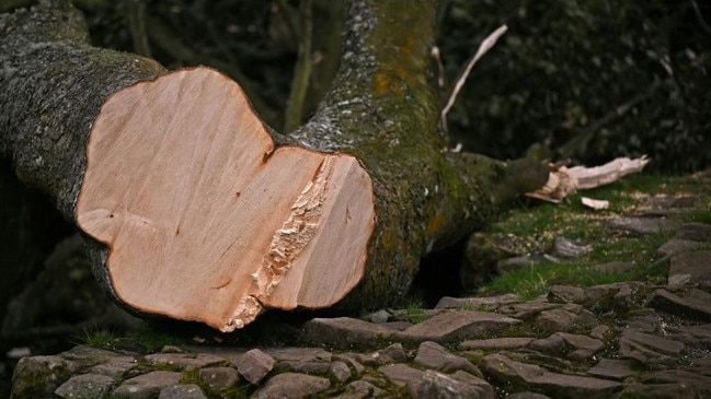 The tree was found slashed and laying on the ground. Picture: AFP