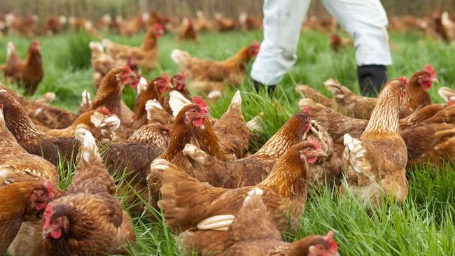 Avian influenza has been detected at two Euroa properties.