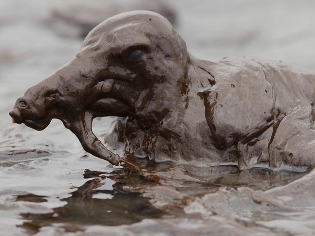 A bird drenched in oil along the Louisiana coast after the spill. Picture: Charlie Riedel