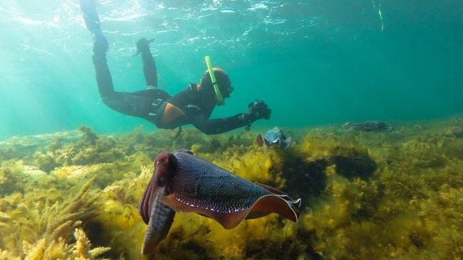 Swimming with giant Australian cuttlefish. Picture: Department for Environment and Water