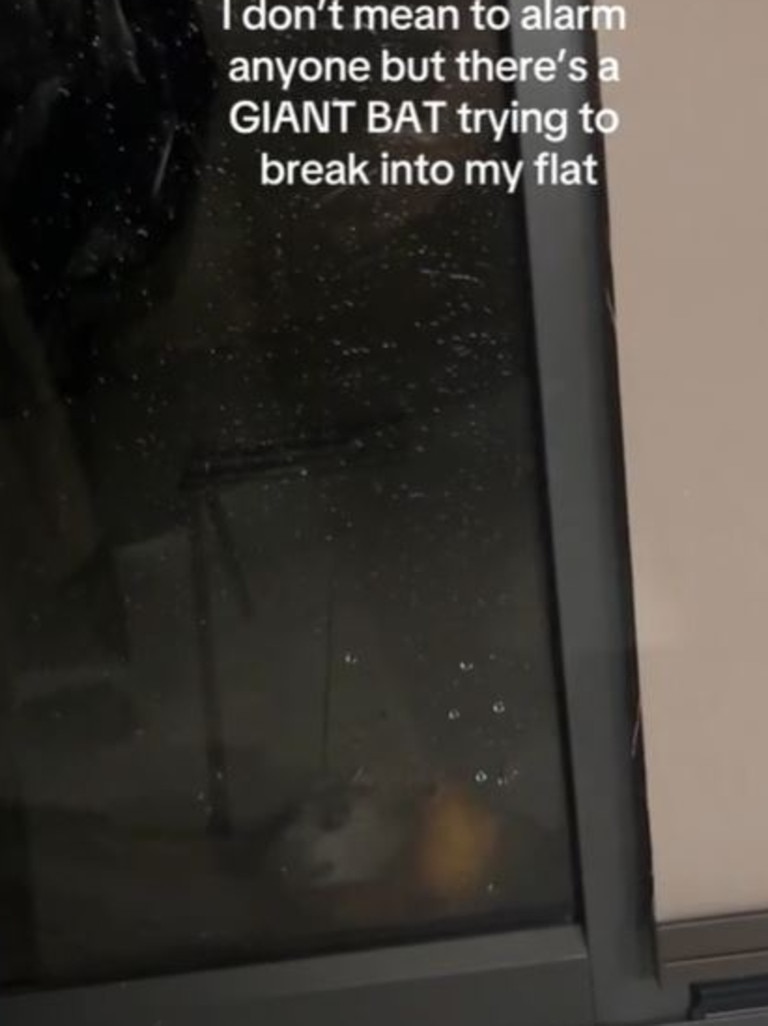 The British traveller filmed as the flying fox tried to break into the woman’s room.