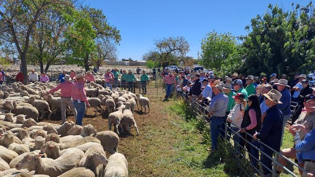 Selling action at the Hay sheep sale.