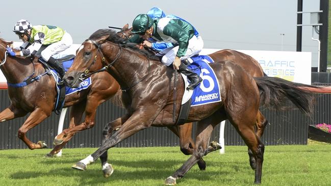 House Of Cards can remain unbeaten at Hawkesbury when he returns there on Thursday. Picture: Bradley Photos