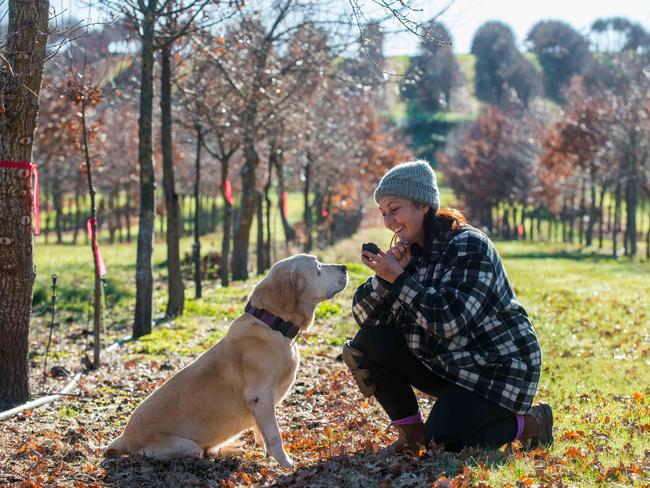 29-06-17 - truffle hunter Julie Donahue rewards labrador Bundy after he sniffed out another truffle in the winter sun at Truffles of Tasmania at Dairy Plains in Northern Tasmania. Picture by Christopher Crerar