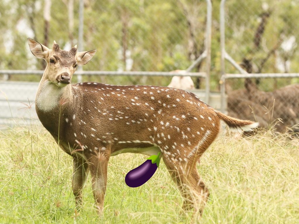 Elliot the lonely deer at Berry Springs Tavern is looking for love Picture: Glenn Campbell.