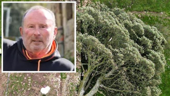 Walter Renwick insists he's 'f***ing innocent' after being arrested over the tree felling.