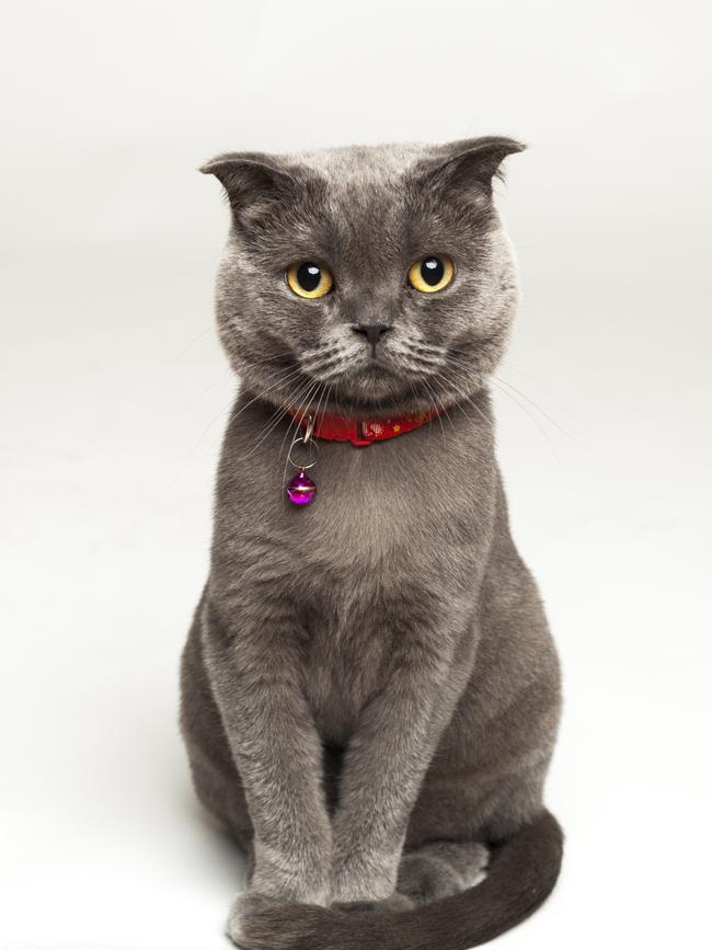 There’s a list of resolutions for cats on a website called <i>Romper</i>. Above, a Scottish Fold Shorthair. Photo: iStock