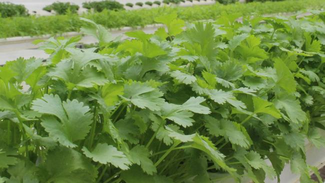 A COVID-19 cluster of south western Sydney residents have been linked to a Central Coast farm. Picture: Lyndal Reading/Stock Image.