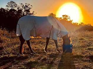 A Bundaberg family has to make the heartbreaking decision to put down a much-loved horse. Picture: Mark Furler