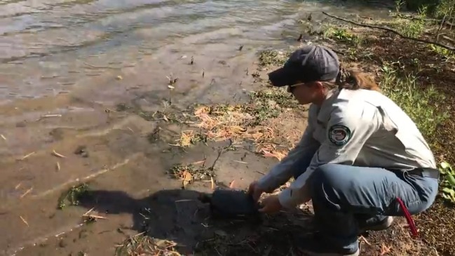 White-throated snapping turtle release