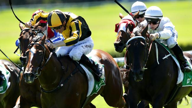 Cheeky Babe, left, has a touch of class. Picture: Gregg Porteous