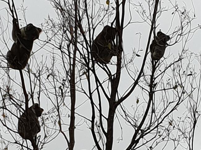 Koalas are struggling to find adequate food and shelter due to record land clearing, and face rapid extinction. Picture: Monaltrie Landcare