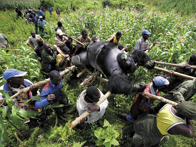 Brent Stirton’s incredible snap of Senkwekwe the silverback mountain gorilla on a stretcher was recognised in the 2008 World Press Photo contest. Picture: AP Photo/Brent Stirton/Getty Images for Newsweek