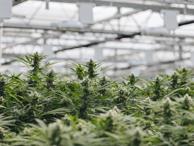 Biortica Agrimed's medicinal cannabis greenhouses in Gippsland. Picture: Supplied