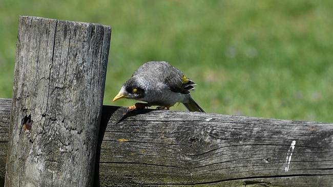 A native noisy miner bird. Picture: Penny Stephens