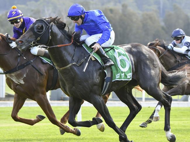 Los Padres resumes as a gelding and can kick off his campaign with a win at Kembla on Thursday. Picture: Bradley Photos