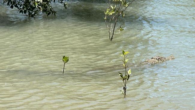 On December 18 QPWS received a report of another crocodile sighting near the Coorooman Creek boat ramp near Zilzie.