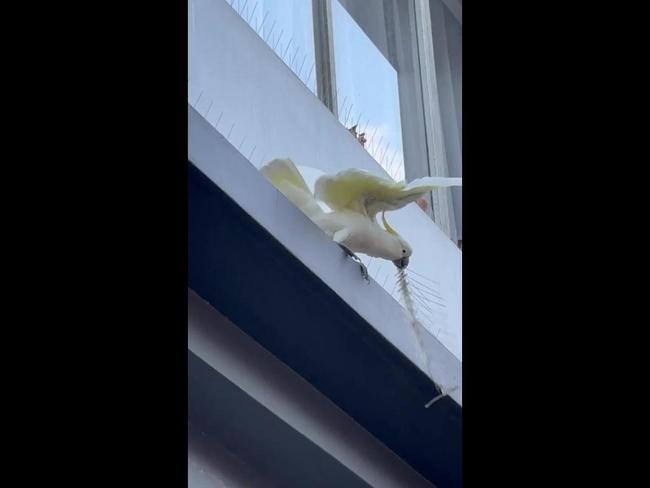 Smart cockatoo destroys anti bird spikes