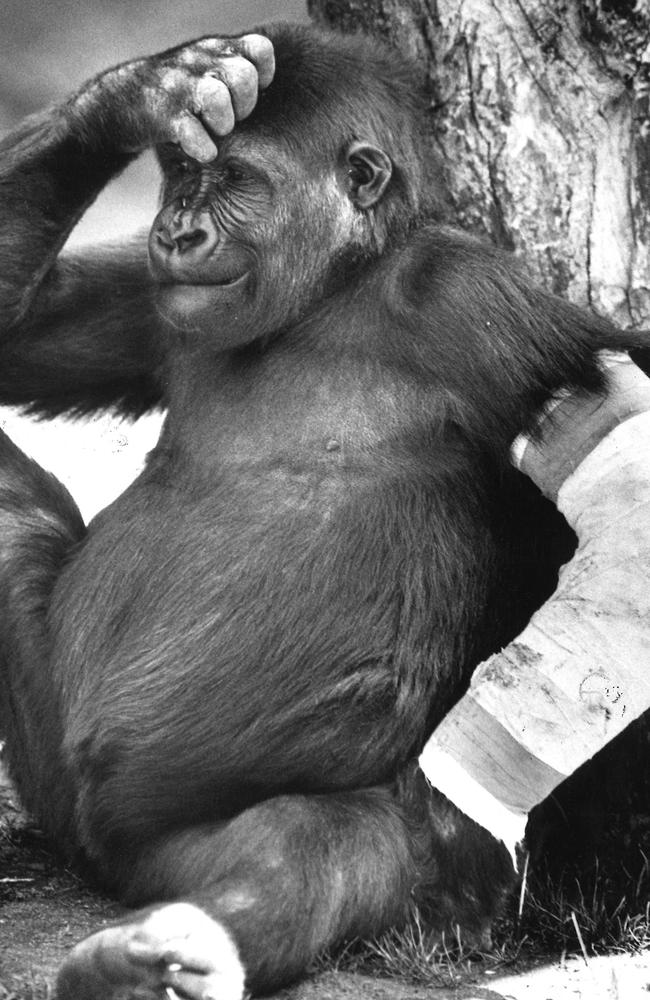Mzuri with his arm in plaster after his mother, Yuska, bit him during the night in 1988