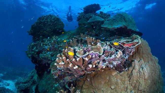 Coral bleaching virtually non-existent in the Southern Great Barrier Reef.