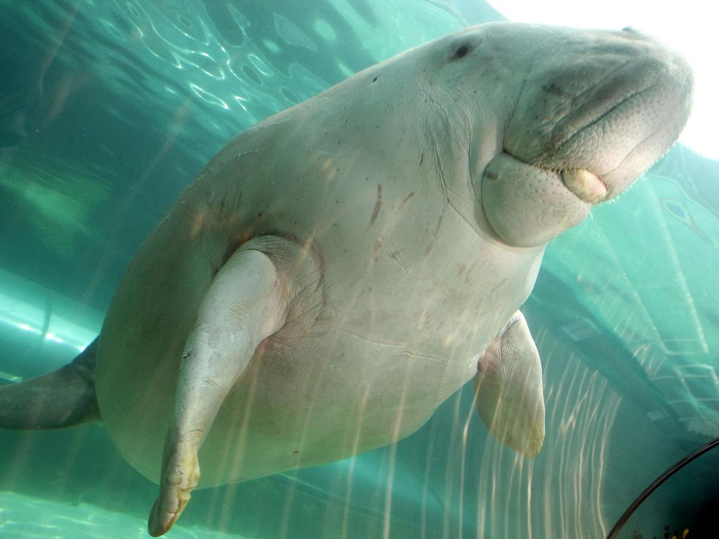 Pig the dugong at Mermaid Lagoon exhibit at Sydney Aquarium. – Dugong populations in East Africa and New Caledonia are critically endangered and endangered respectively. Globally, the species remains classified as vulnerable. Picture: Torsten Blackwood/AFP