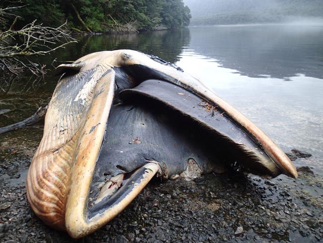 A dead Sei whale lies in Caleta Buena, in the southern Aysen region of Chile. Picture: Vreni Haussermann/Huinay Scientific Center/AP