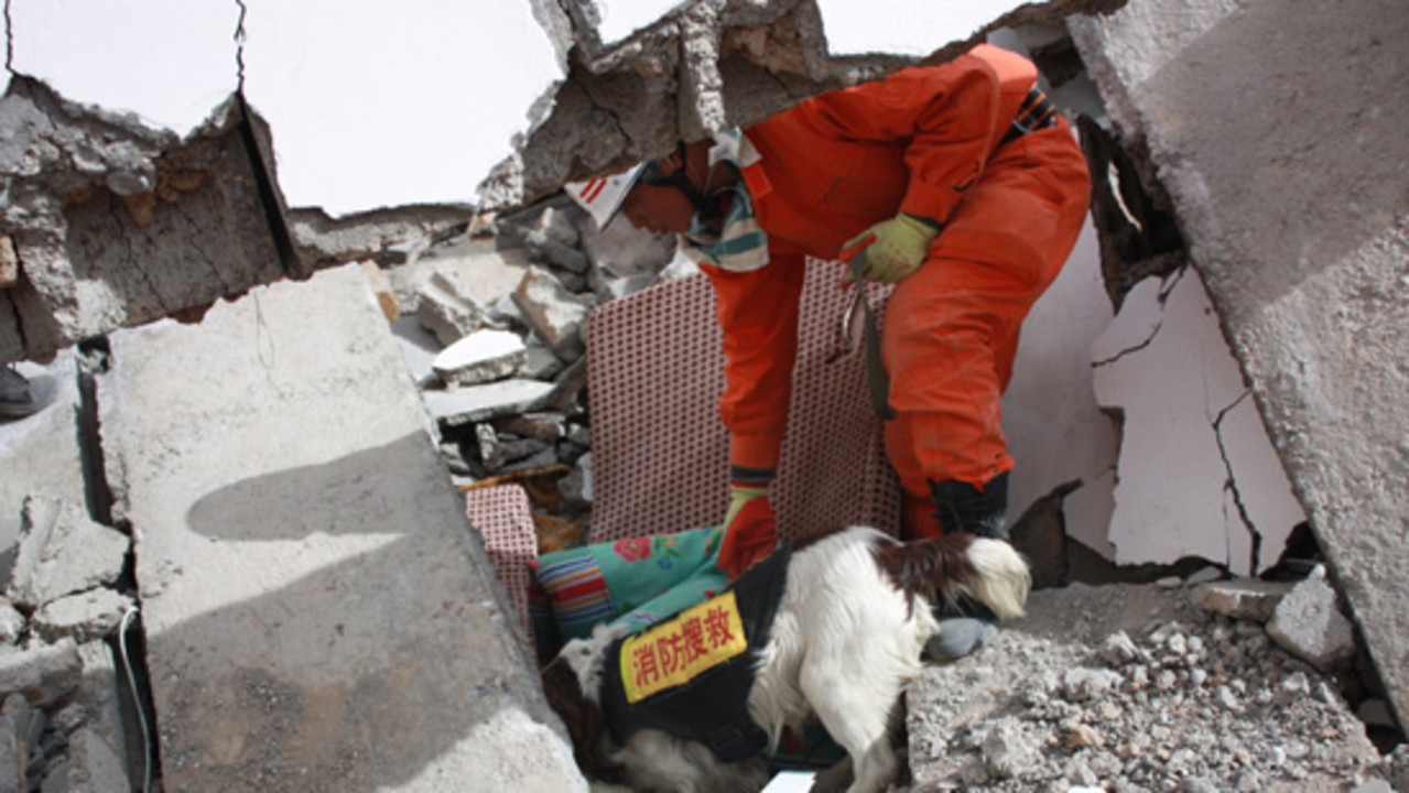 The search and rescue dog Tianbao participated in Qinghai rescue before his death. Picture: Shandong Fire Protection