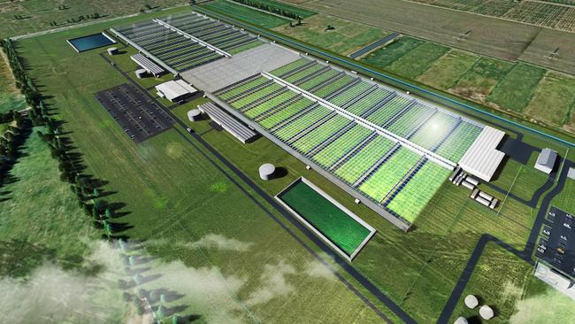 An artist’s impression of the medicinal cannabis glasshouse growing facility that Cannatrek will begin building on purchased land in Shepparton. Picture: Cannatrek