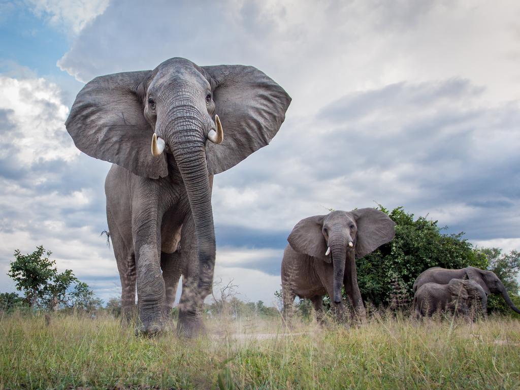 Elephants photographed with BeetleCam in Zambia. Picture: Will Burrard Lucas/topwilldlifesites.com