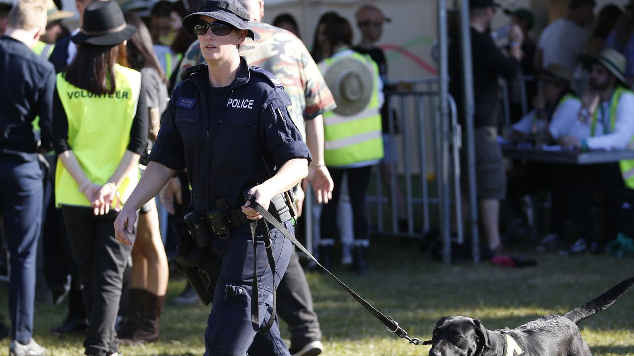 Police dog squad in action at Splendour in the Grass music festival in 2019. Picture: Supplied.