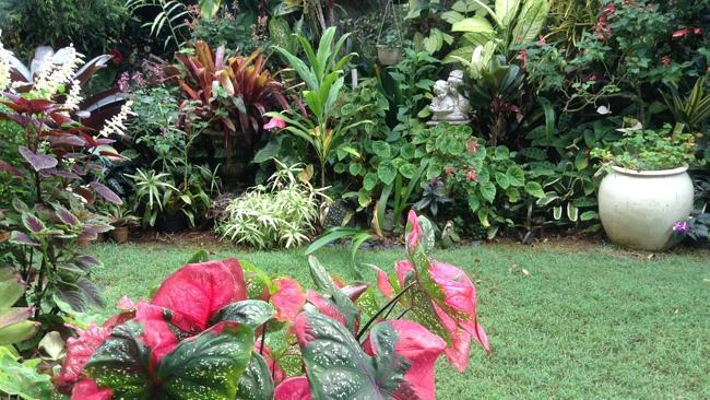 Belle Rive is filled with thousands of sub­tropical plants, especially bromeliads, with lots of paths to explore.